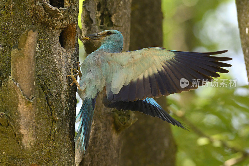 欧洲窝滚鼠(Coracias garrulus)